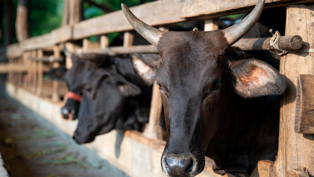 American Wagyu vs. Japanese Wagyu - The Hufeisen-Ranch (WYO Wagyu)