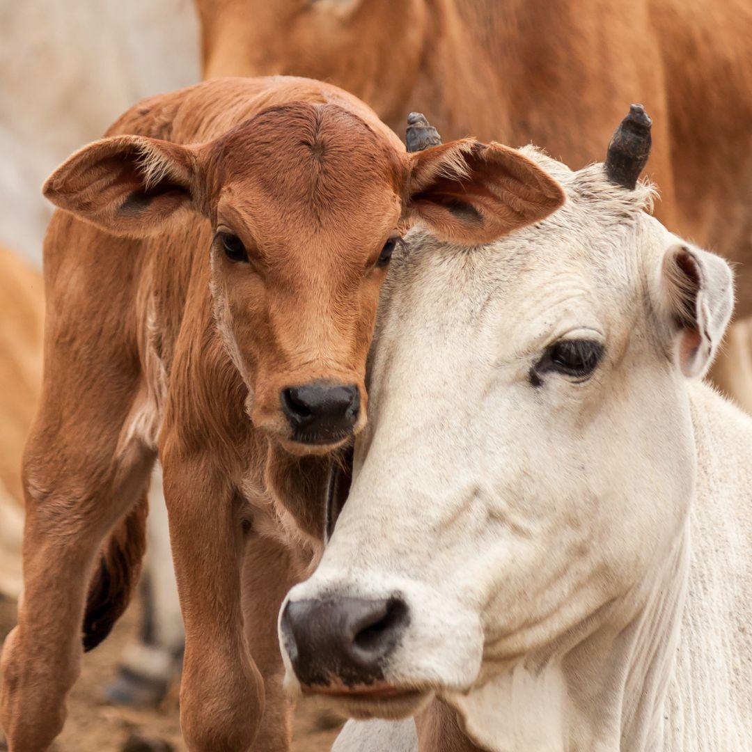 Comparing Prices: Wagyu v. Regular Beef - The Hufeisen-Ranch (WYO Wagyu)