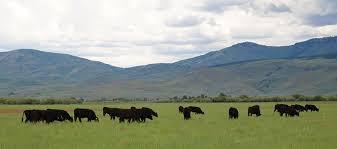 Home page - The Hufeisen-Ranch (WYO Wagyu)
