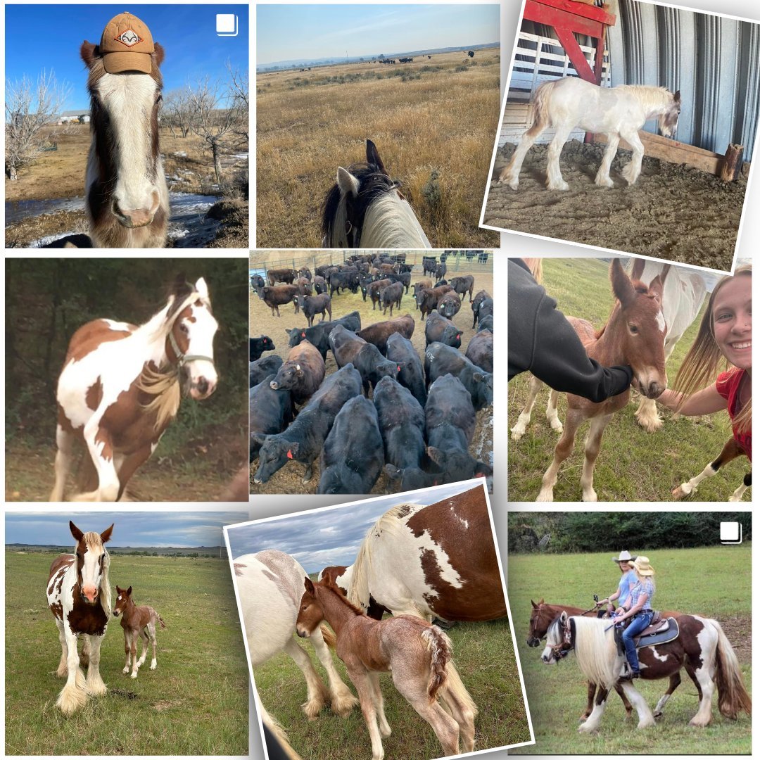 Hufeisen Gypsy Vanners & Ranch Horses - The Hufeisen-Ranch (WYO Wagyu)